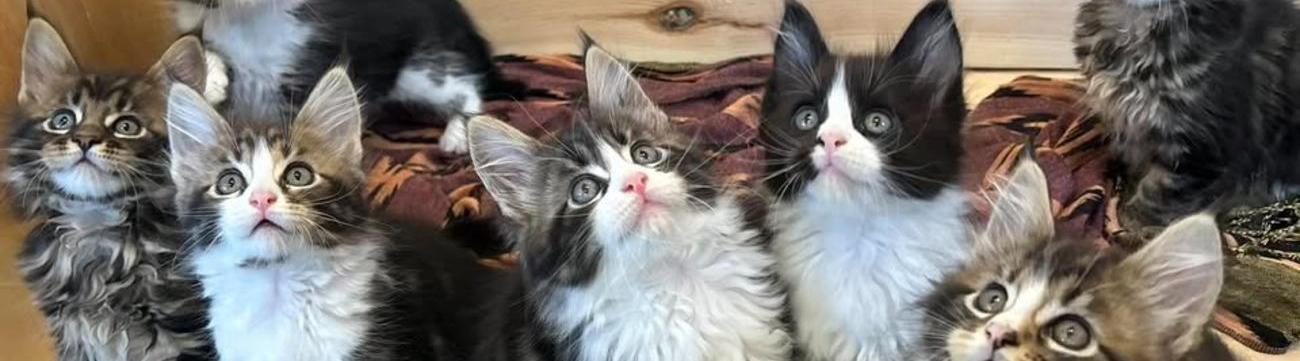 Midcoast Maine Coons N Doodles